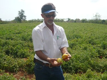 Recomiendan en Azuero el uso de invernaderos para cultivar tomates