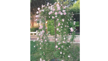 Madrid y su oasis entre rosas