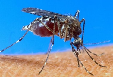 Dengue deja 13 víctimas fatales en el país