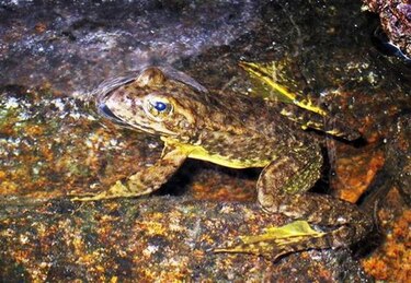 California impone protecciones a dos especies de rana