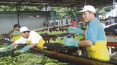 Bocas Fruit logró exportar 10 millones de cajas