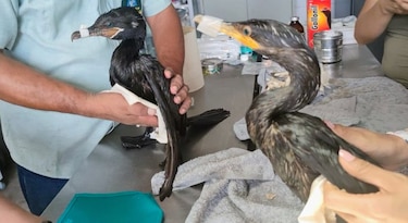 Zoológico trata de salvar aves marinas en Perú