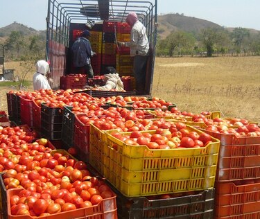 Salvoconductos para sector tomatero quedan sin efecto