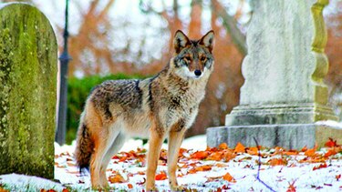 Parecerse a lobos, clave para coyotes en el futuro