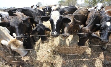 FAO advierte de que el 70% de enfermedades humanas son de origen animal