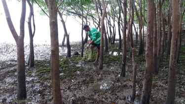 Recogen más de  2 mil libras de basura marina en Coclé