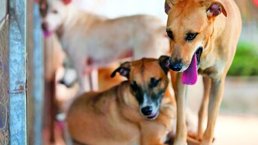 Una caminata contra el maltrato