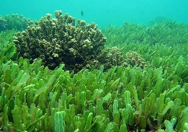 Las bacterias marinas se ‘recargan’ con energía solar durante las floraciones de fitoplancton, según un estudio