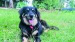 Consentidos: ‘Barney’ apuesta a la lluvia