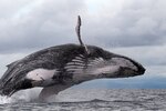 Explora el arte de la fotografía con Alexander Arosemena