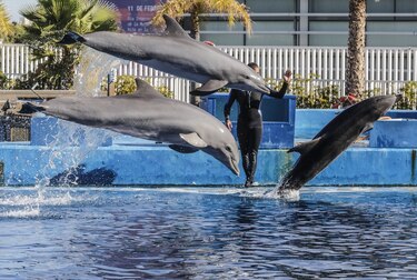 La inteligencia artificial de Google ayuda a los científicos a comprender a los delfines