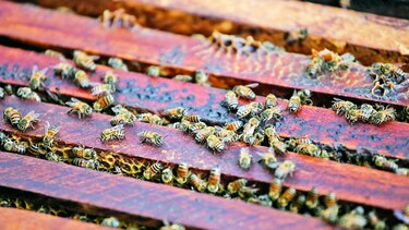Abejas para revelar males de cereales