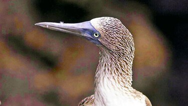 Mayor participación de aves en la polinización