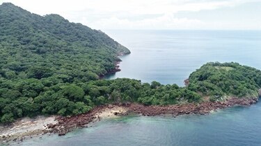 Batalla por Boná enfrenta vida silvestre marina con multimillonario proyecto