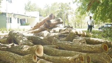 Autoridades investigantala ilegal de cocobolo