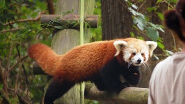 Estados Unidos: En Virginia sigue la búsqueda de un panda rojo