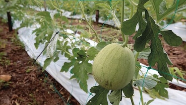 Plataforma digital al servicio del agro