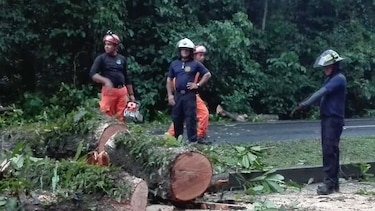 Caída de árbol obstaculiza tránsito en la vía La Amistad; reportan heridos leves 
