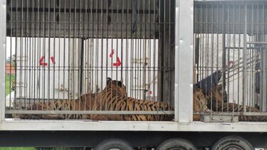 Animales de circo siguen en Chiriquí