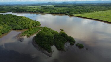 Puerto Barú en Chiriquí: ¿desarrollo económico o amenaza para los manglares?