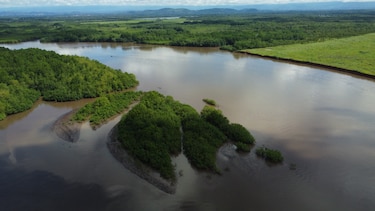 Puerto Barú en Chiriquí: ¿desarrollo económico o amenaza para los manglares?