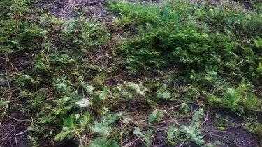 Productores reportan que plaga afecta más de 100 hectáreas de sandía en Isla Cañas