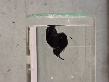 El ‘Diablo Negro’, el pez que emergió desde las profundidades del océano, será preservado para la ciencia