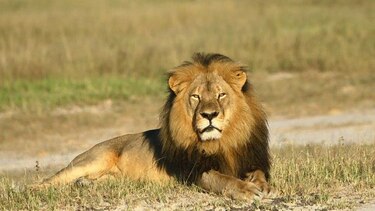 Zimbabue restringe la caza mayor tras la muerte del león 'Cecil'
