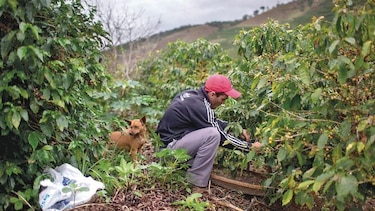 Países cafeteros deben ver los mercado de alta gama