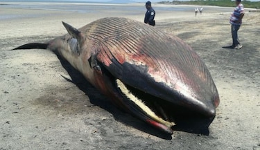 Encuentran ballena muerta en playa de Punta Chame