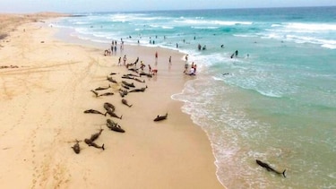 Investigan muerte de delfines en Cabo Verde