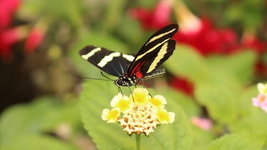 Las mariposas que desafían el tiempo