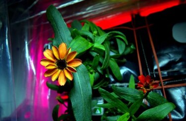 Fotos: Así es la primera flor que cultivan los astronautas en el espacio