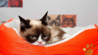 Grumpy Cat, la gata sensación en internet, muere a los 7 años
