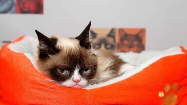 Grumpy Cat, la gata sensación en internet, muere a los 7 años