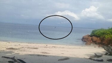 Reportan avistamientos de ballenas cerca de Isla Iguana