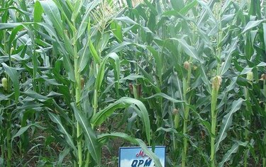Semillas biofortificadas sin el uso de transgénicos