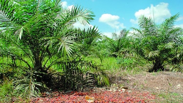 Nuevas variedades de palma africana