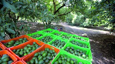 Deforestación por aguacates, mayor a la calculada
