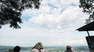 Pasaron más de un millón de rapaces migratorias