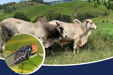 Costa Rica confirma su tercer caso de gusano barrenador en humanos