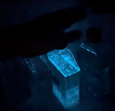 Las algas que iluminan playas con su bioluminiscencia, amenazadas por el cambio climático