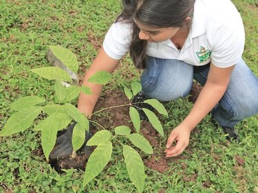 Sembrarán 40 mil árboles en un día