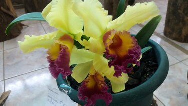 Unas 3 mil personas visitan la Feria de las Orquídeas en Boquete