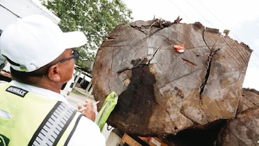 Miambiente relanza sistema para controlar el manejo de la madera