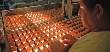Huevos fértiles, con mayor valor en el mercado regional
