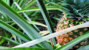 Productos del mar, en terreno positivo