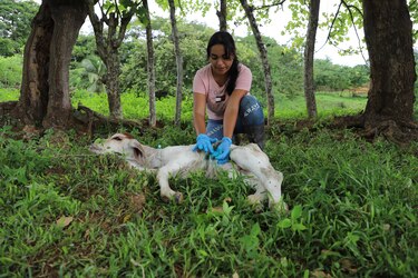 Ante el incremento de infestación del gusano barrenador en humanos, el Minsa pide lavar bien las heridas