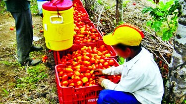 Detectan a menores en labores de riesgo en Renacimiento