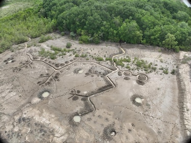 Recuperar un manglar, el reto de devolverle la vida a un ecosistema